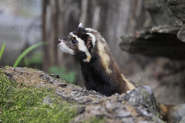 Marbled polecat