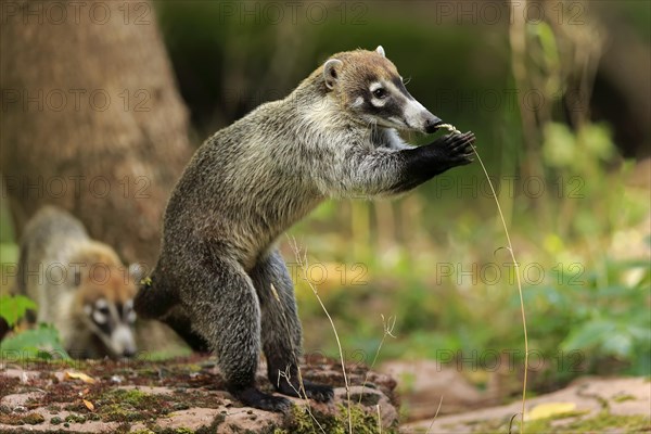 White-trunked coati