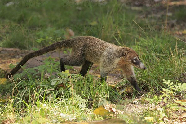 White-trunked coati