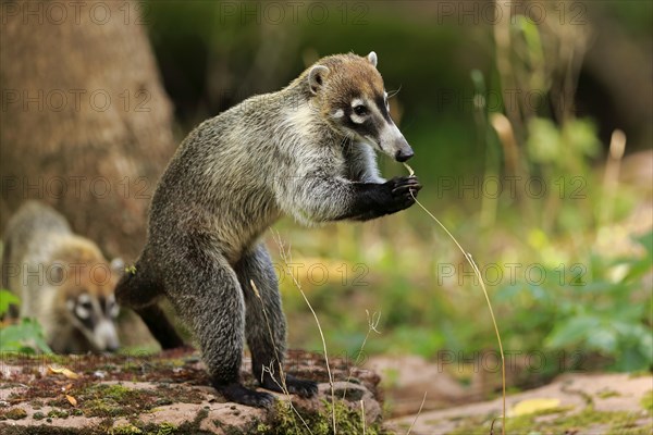 White-trunked coati