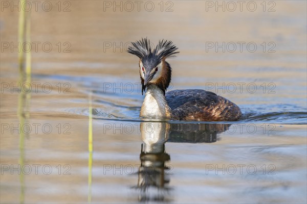 Great crested grebe