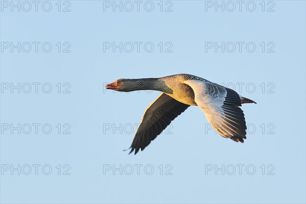 Greylag goose