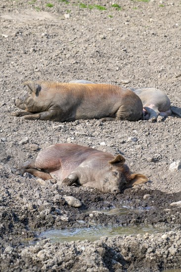 Duroc pig