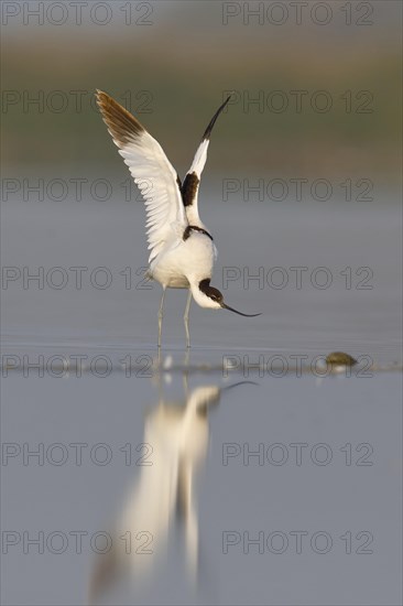 Avocet