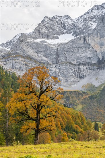 Maple tree with autumn leaves in front of rock face