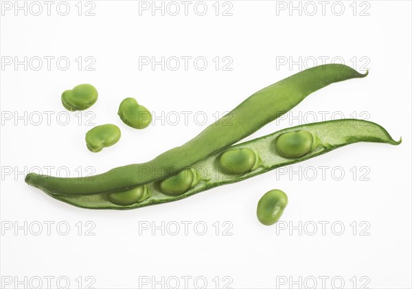 Fava Bean