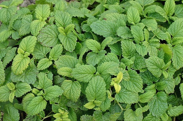 LEMON BALM