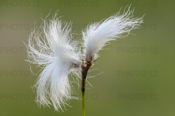 Hare's-tail cottongrass