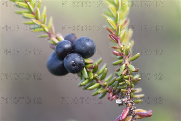 Crowberry