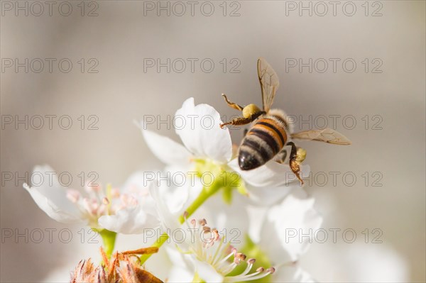 Honeybee harvesting pollen from blossoming tree buds