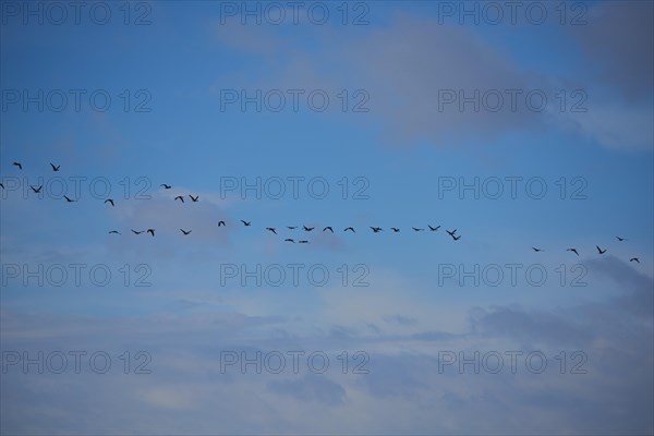 Flying Greylag goose