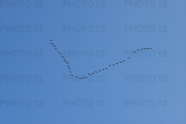 Flying Greylag goose