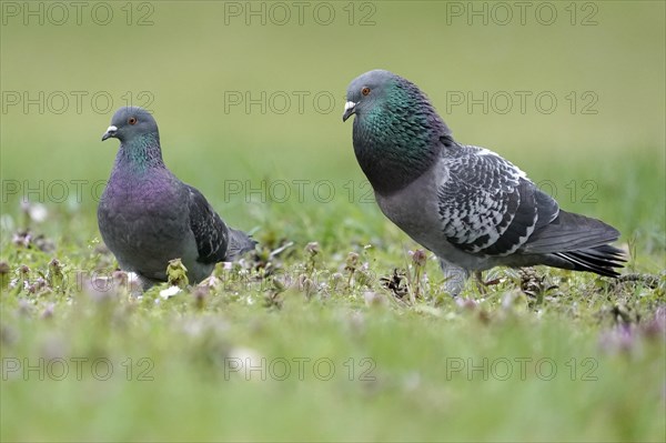 City dove