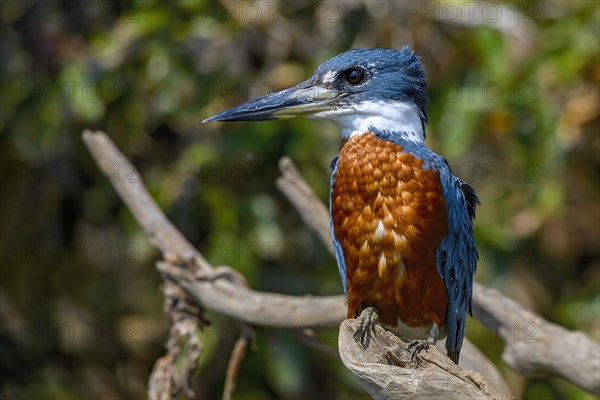 Ringed kingfisher