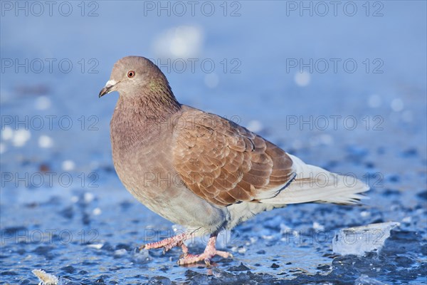 Stock Dove