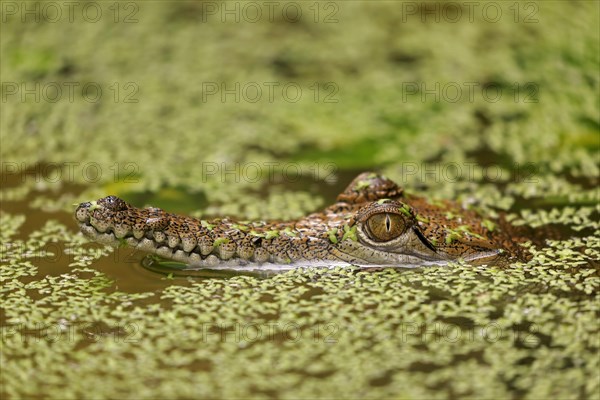 Australia Crocodile