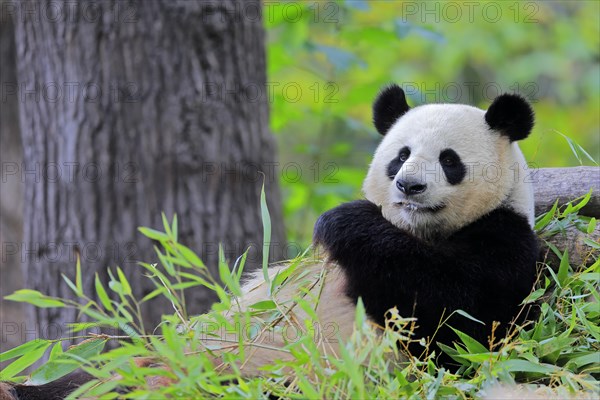 Giant Panda