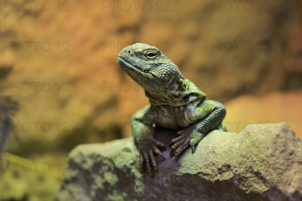 North African thorn-tailed dragon