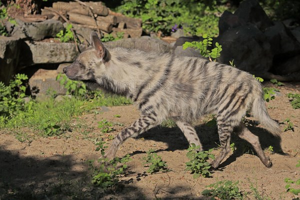 Striped hyena