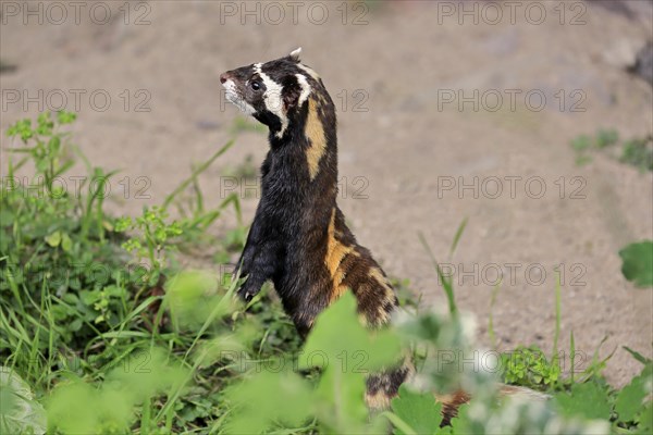 Marbled polecat