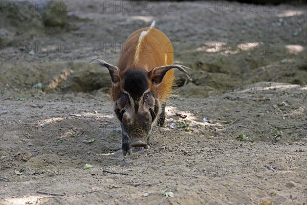 Brush-eared pig