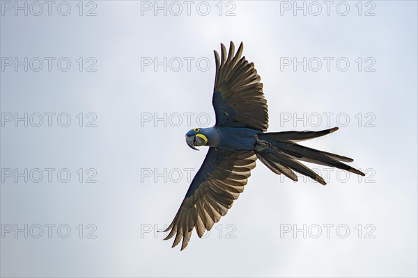 Hyacinth macaw