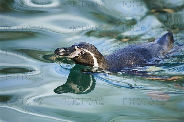 Humboldt penguin