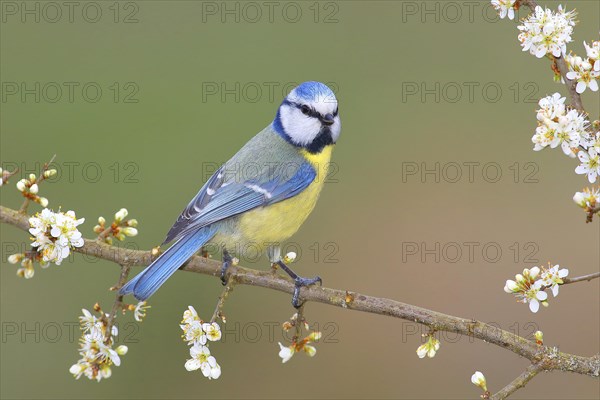 Blue tit