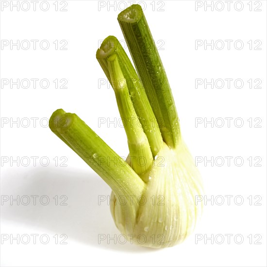 Fennel