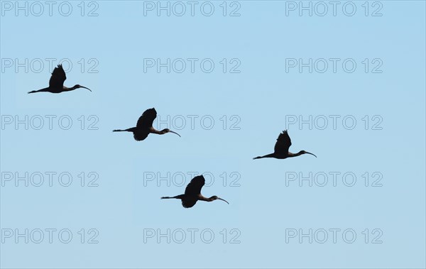 Glossy ibis