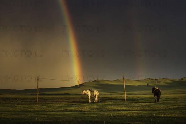 Domestic Horses