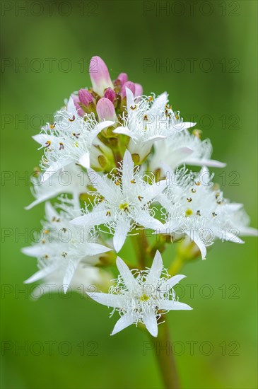 Bog bean