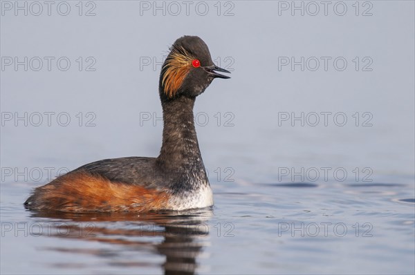 Calling Black-necked Grebe