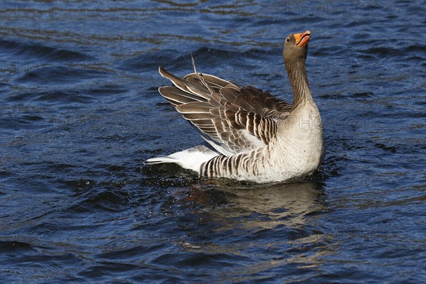 Greylag goose