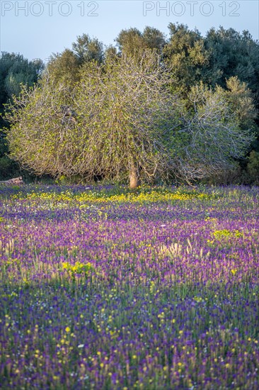 Flowering meadow with fig tree