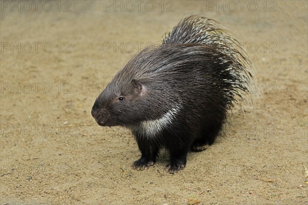 Indian white-tailed porcupine