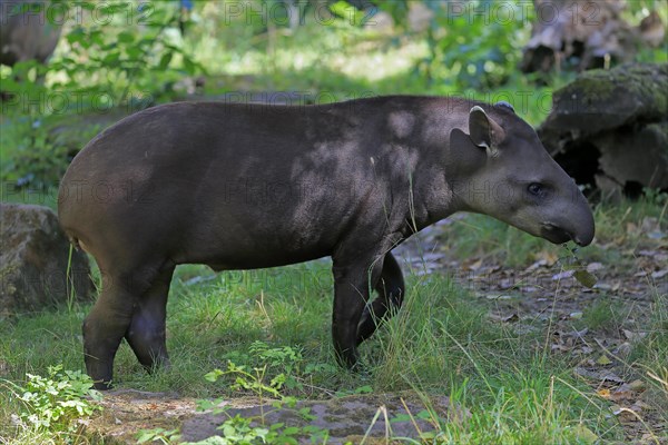 Lowland tapir