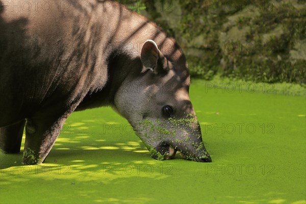 Lowland tapir