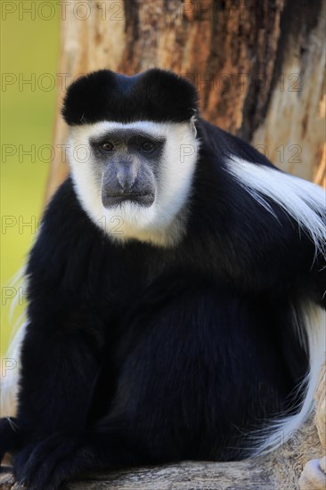 Mantled guereza