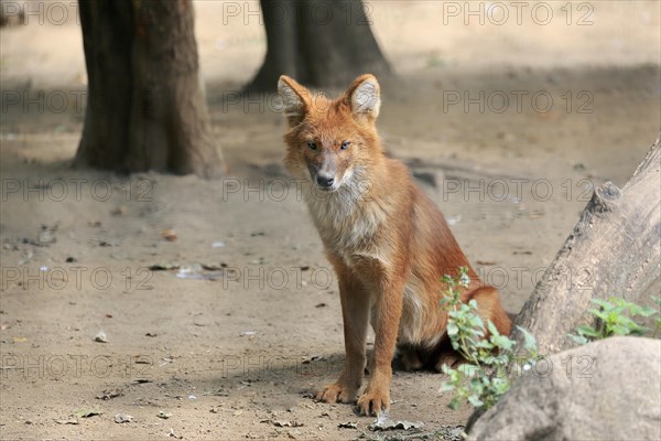 Dhole