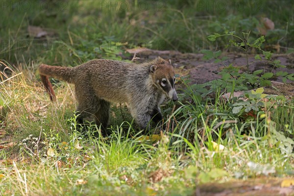 White-trunked coati