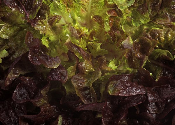 French lettuce called corne de cerf