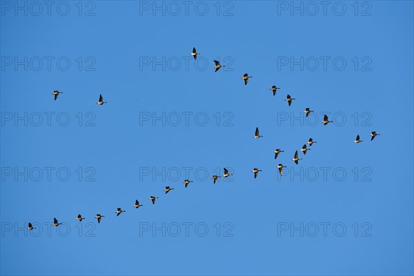 Greylag goose