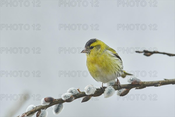 Eurasian siskin