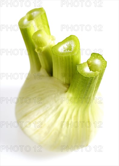 FRESH FENNEL