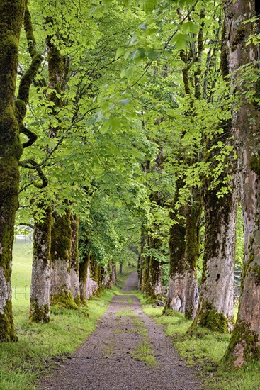 Tree avenue with heavily mossy mountain maples