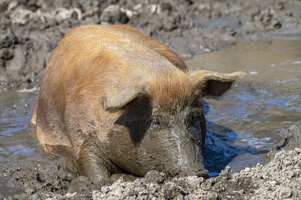 Duroc pig