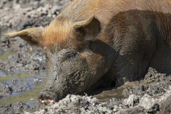 Duroc pig