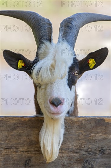 Tauernschecken domestic goat