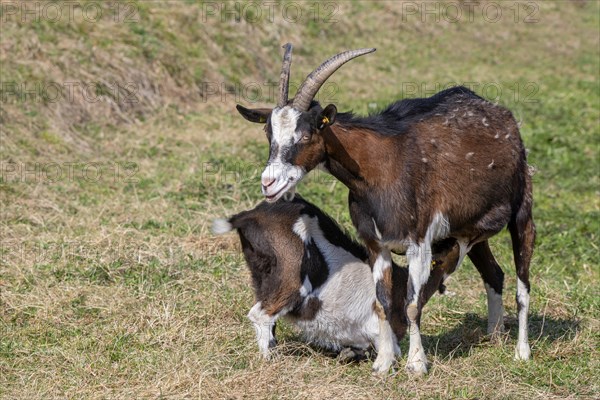 Tauernschecken domestic goat